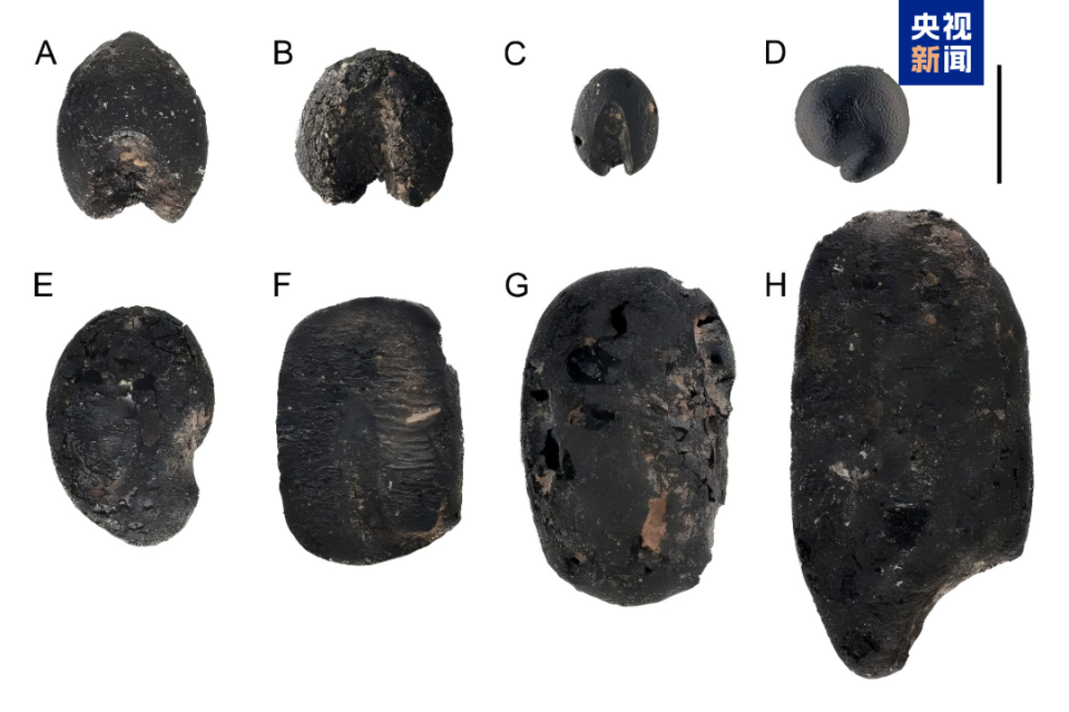 山东发现9000年前炭化小豆遗存 为“小豆多地起源”提供考古数据
