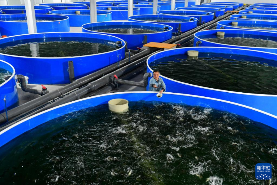 山东郓城:以产业兴旺助推乡村振兴