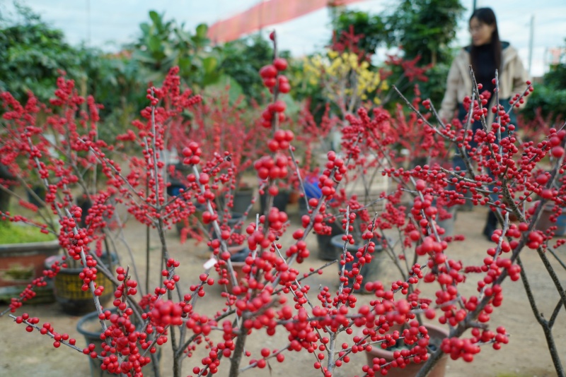 山东沂南:鲜花俏销迎新年_fororder_【沂南】8