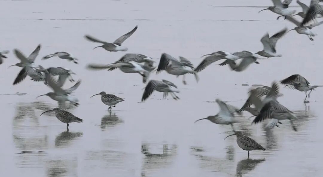 威海南海新区:冬日海湾迎“贵客”