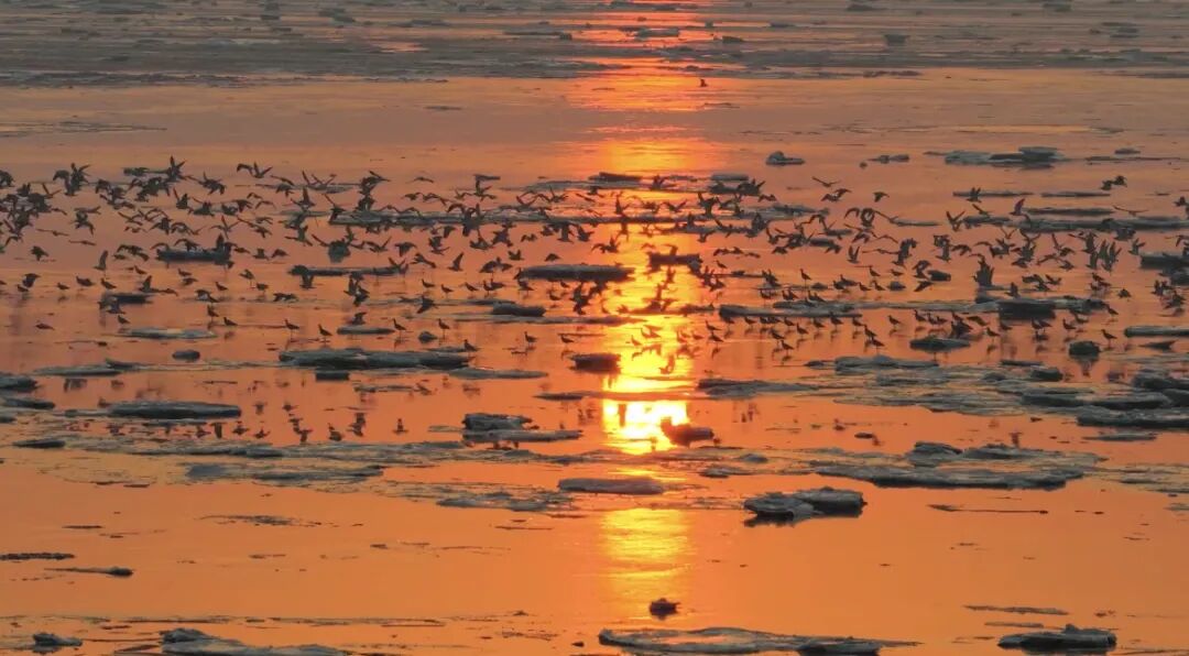 威海南海新区:冬日海湾迎“贵客”