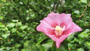 细雨如丝，济南百花公园秋意朦胧