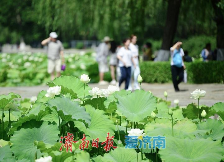 “荷”其有幸“香”约泉城,大明湖第一波荷花已绽放
