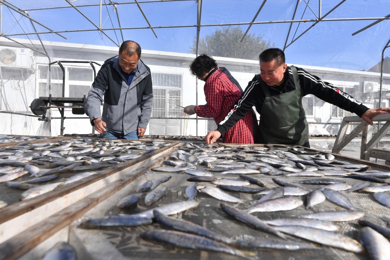 山东青岛:金风送爽晾晒忙