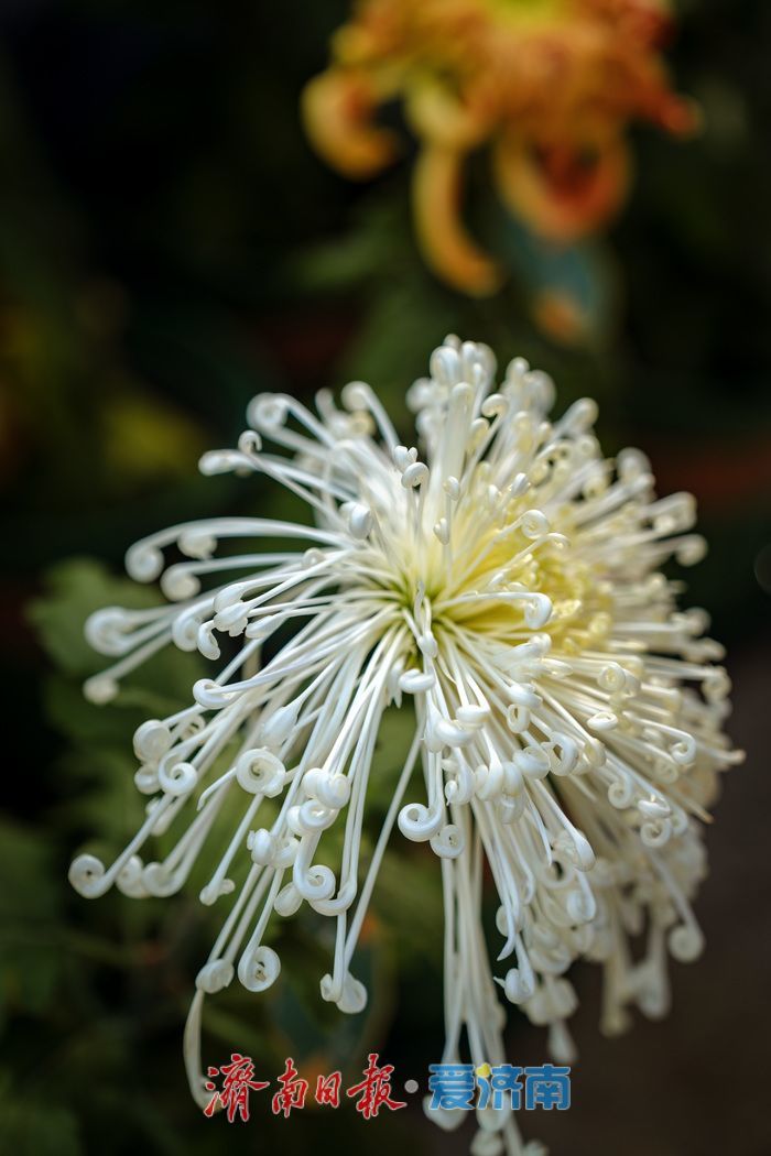 趵突泉金秋菊展盛装绽放,游客市民共赏千菊争艳