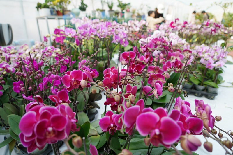 山东沂南:鲜花俏销迎新年_fororder_【沂南】5