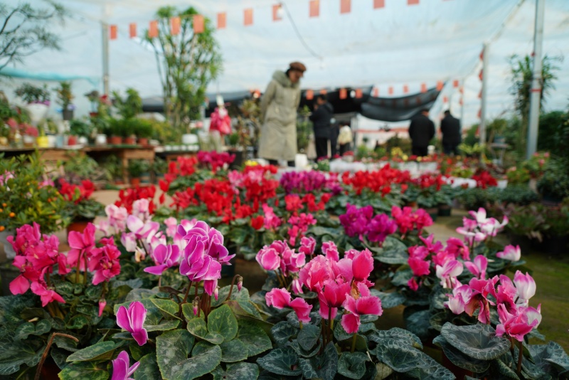 山东沂南:鲜花俏销迎新年_fororder_【沂南】7