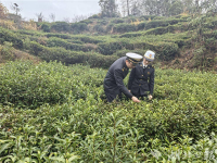 马年出口开门红 湖北大别山“金叶子”香飘海外