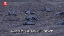 听鉴世界|地中海持续变暖 新生海龟性别比例严重失衡