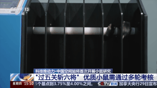 视频丨300只中选拔4只 想当“太空小鼠”也要“过五关斩六将”