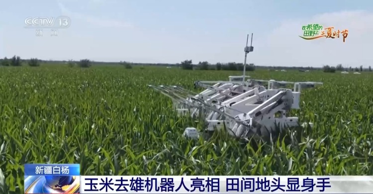 视频丨田间地头显身手 看机器人如何高效作业