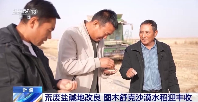 视频丨技术改良盐碱地 新疆图木舒克沙漠水稻迎丰收