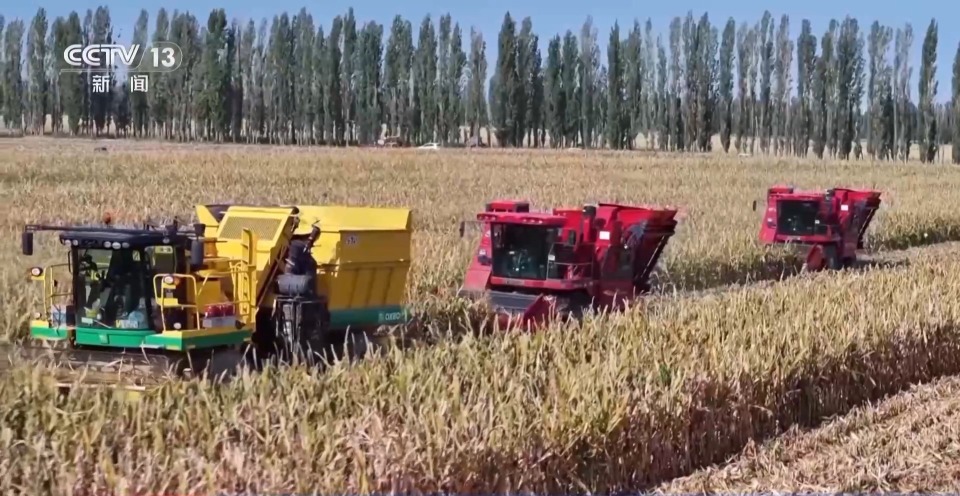视频丨1.43万亿斤!为何今年全国粮食产量再创新高?