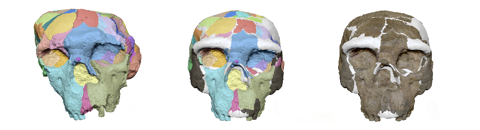 最新研究刷新人类演化时间线