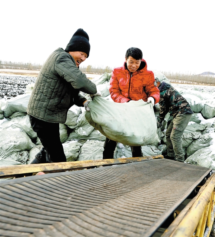 首批“寒地金根”采收上市_fororder_3