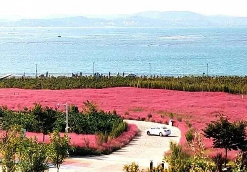 황금빛 가을...낭만적인 핑크빛으로 물든 옌타이 창다오_fororder_图片 2