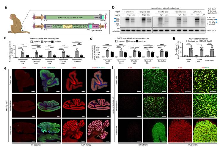 《自然》发表中国研究成果:修复大脑里一个“错字” 孤独症小鼠恢复了正常