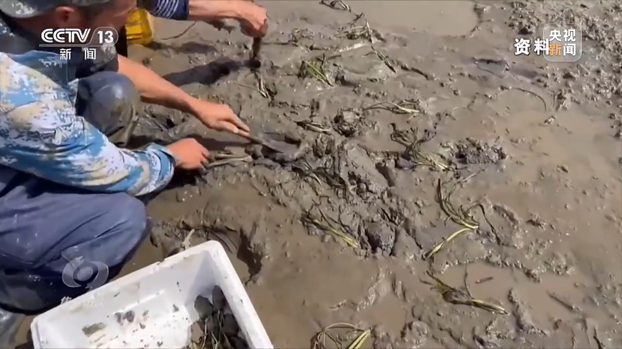 焦点访谈丨保护海洋生态 守好人海和谐的蓝色家园