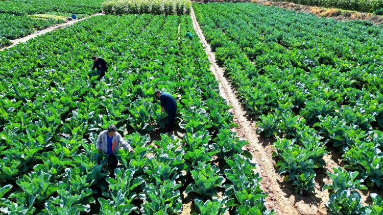 临夏永靖:昔日“黄河滩”今朝“菜篮子” 湟水河畔的绿色“脉动”_fororder_2