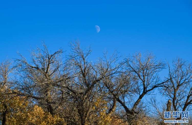 美丽中国丨额济纳:晚秋胡杨美_fororder_新华5