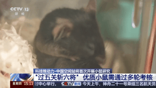 视频丨300只中选拔4只 想当“太空小鼠”也要“过五关斩六将”