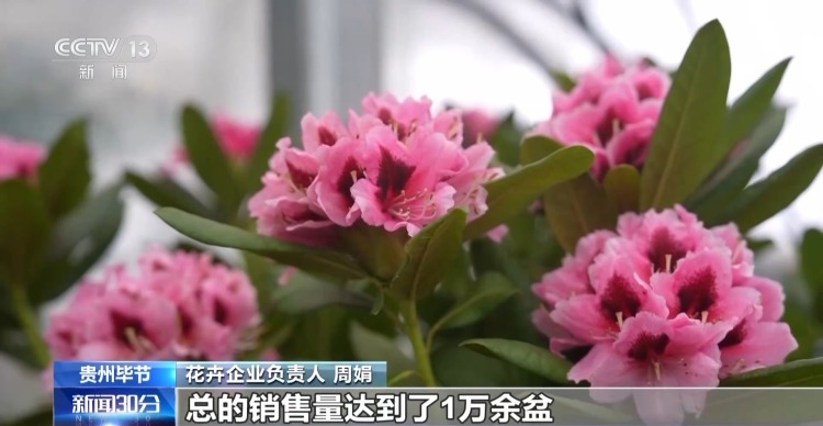 特色年宵花上新 各地畅销品种不同 你选哪一种?