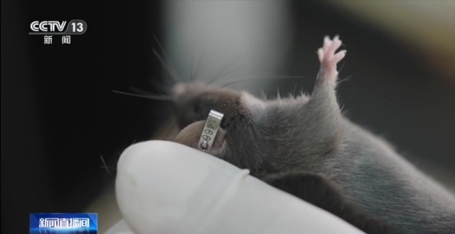 视频丨300只中选拔4只 想当“太空小鼠”也要“过五关斩六将”
