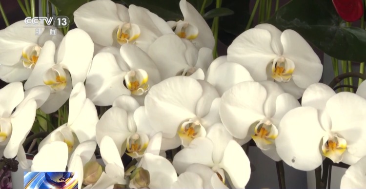 特色年宵花上新 各地畅销品种不同 你选哪一种?