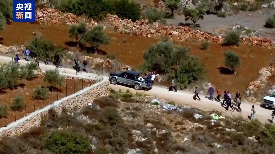 视频丨频遭侵扰 约旦河西岸巴勒斯坦农民橄榄采收遇阻