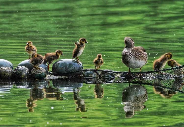 20窝172只鸳鸯在西湖出生