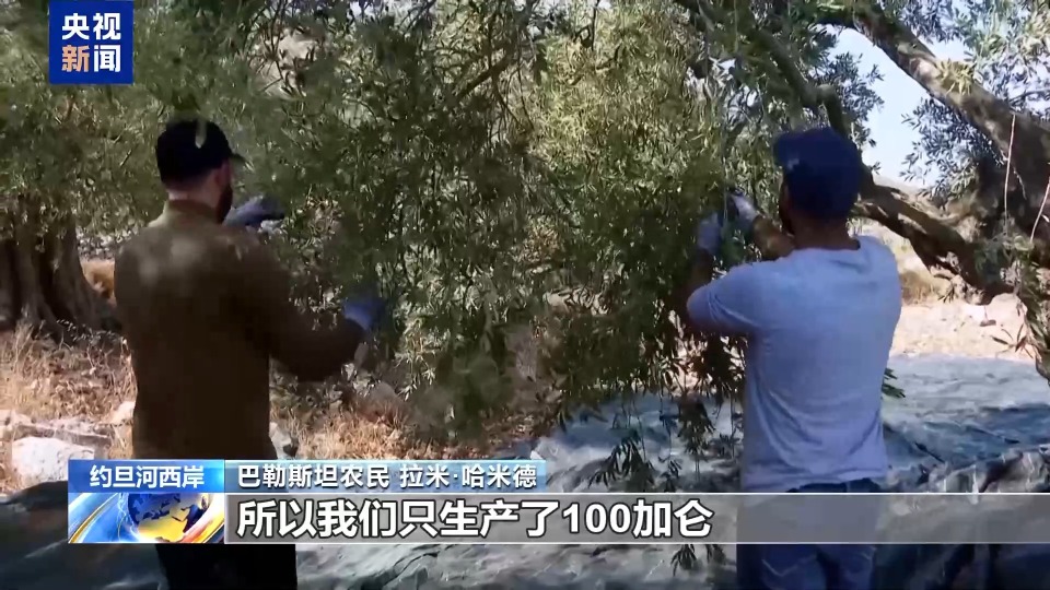 视频丨频遭侵扰 约旦河西岸巴勒斯坦农民橄榄采收遇阻