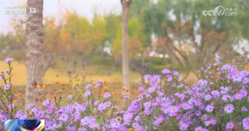 多场景联动打造“赏秋游”沉浸式新体验 “秋日经济”带火文旅消费新实践