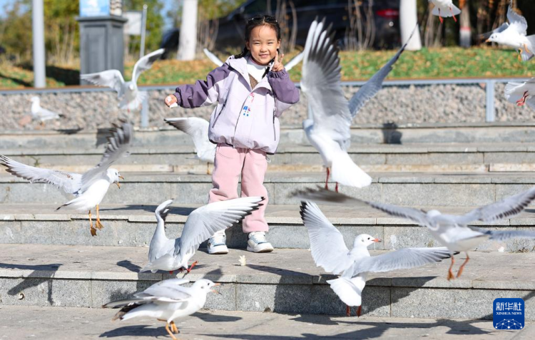 秋日乌海 人鸥同乐_fororder_20251101795fe1fe5c27464893f63c839e055b43_2025110156ef4e7835284b4686e07e451498dfc0