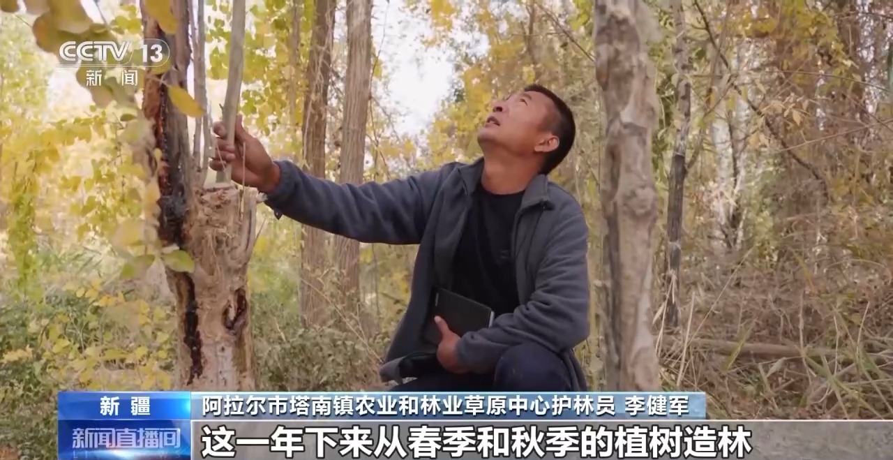 你在胡杨林下载歌载舞 他们在守护这些“沙漠英雄树”