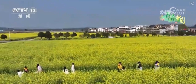 做旺“美丽经济” 传统农作物“蝶变”成农文旅融合“黄金产业”