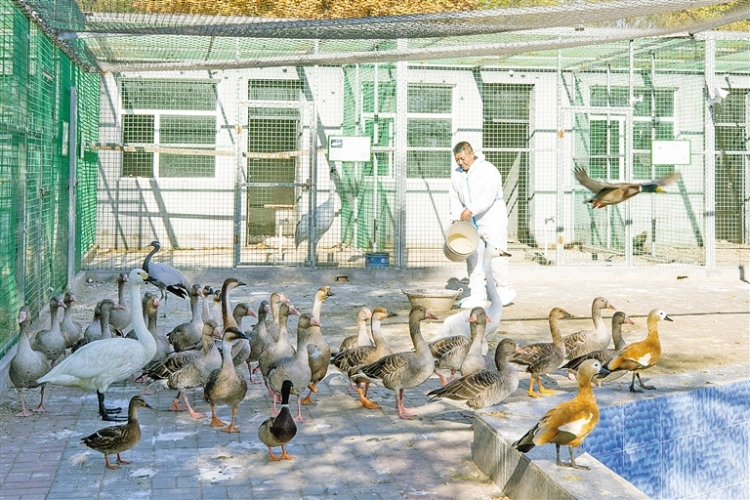 兴安盟:三万候鸟云集科尔沁_fororder_兴安2