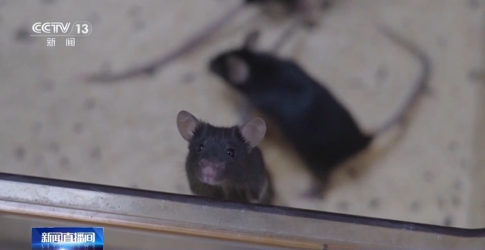 视频丨300只中选拔4只 想当“太空小鼠”也要“过五关斩六将”