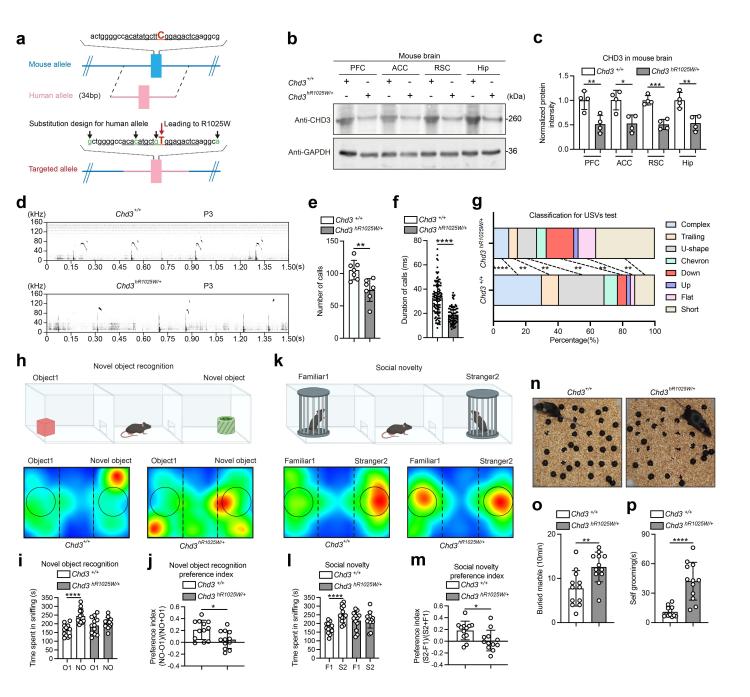 《自然》发表中国研究成果:修复大脑里一个“错字” 孤独症小鼠恢复了正常