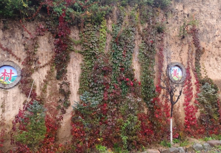 天水秦安:“三色花径”铺就乡村振兴“美丽底色”_fororder_3