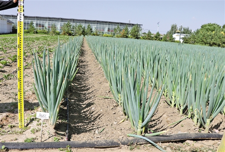 包头大葱新品种产量再创新高_fororder_4293408_an_1761722701119_s