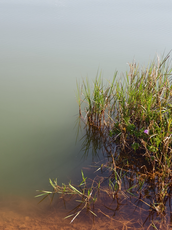 新春走基层|山朝水朝,不如人来朝——异龙湖畔感受高原湖泊治污成果