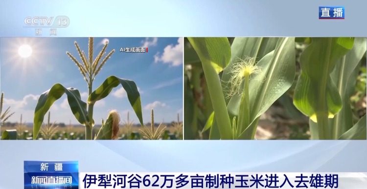 视频丨田间地头显身手 看机器人如何高效作业