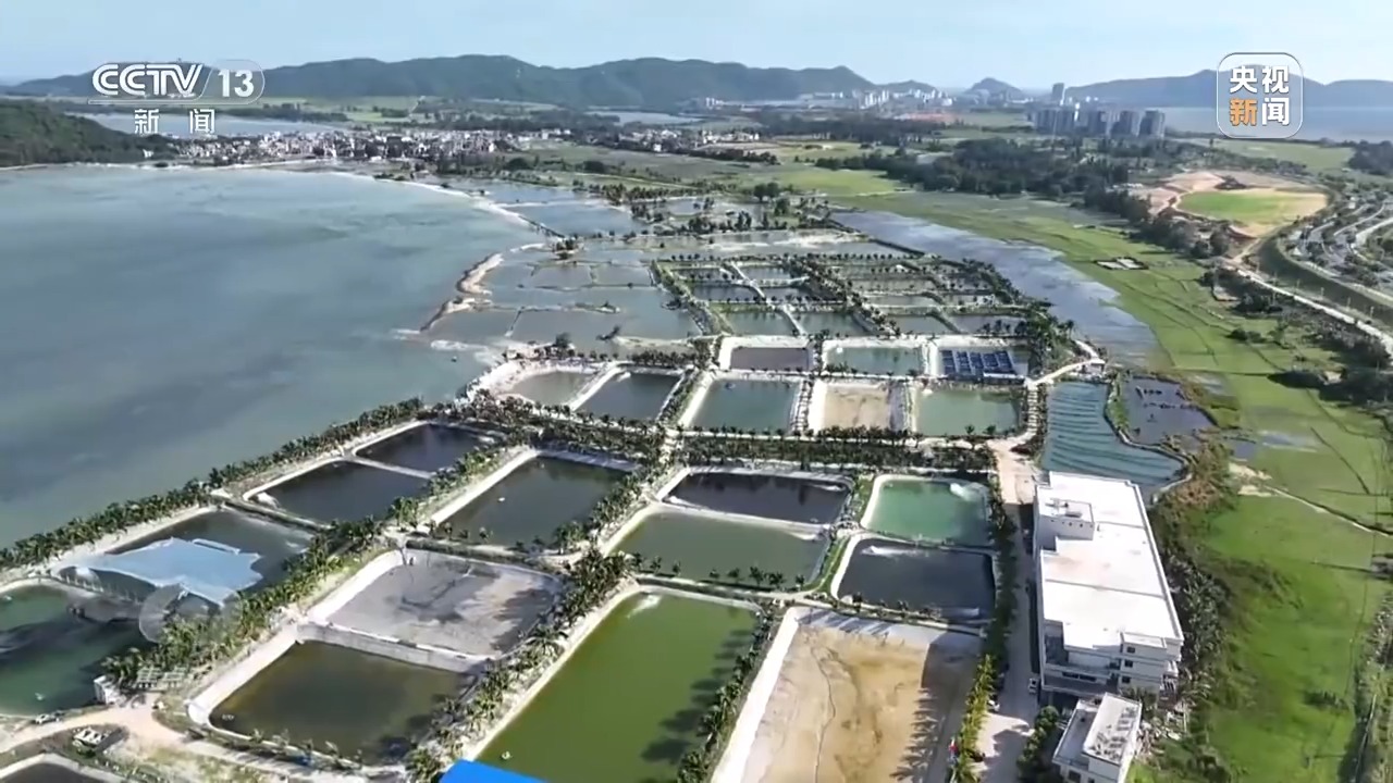 焦点访谈丨保护海洋生态 守好人海和谐的蓝色家园