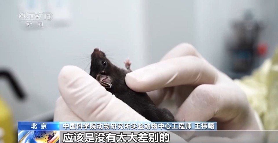 视频丨300只中选拔4只 想当“太空小鼠”也要“过五关斩六将”