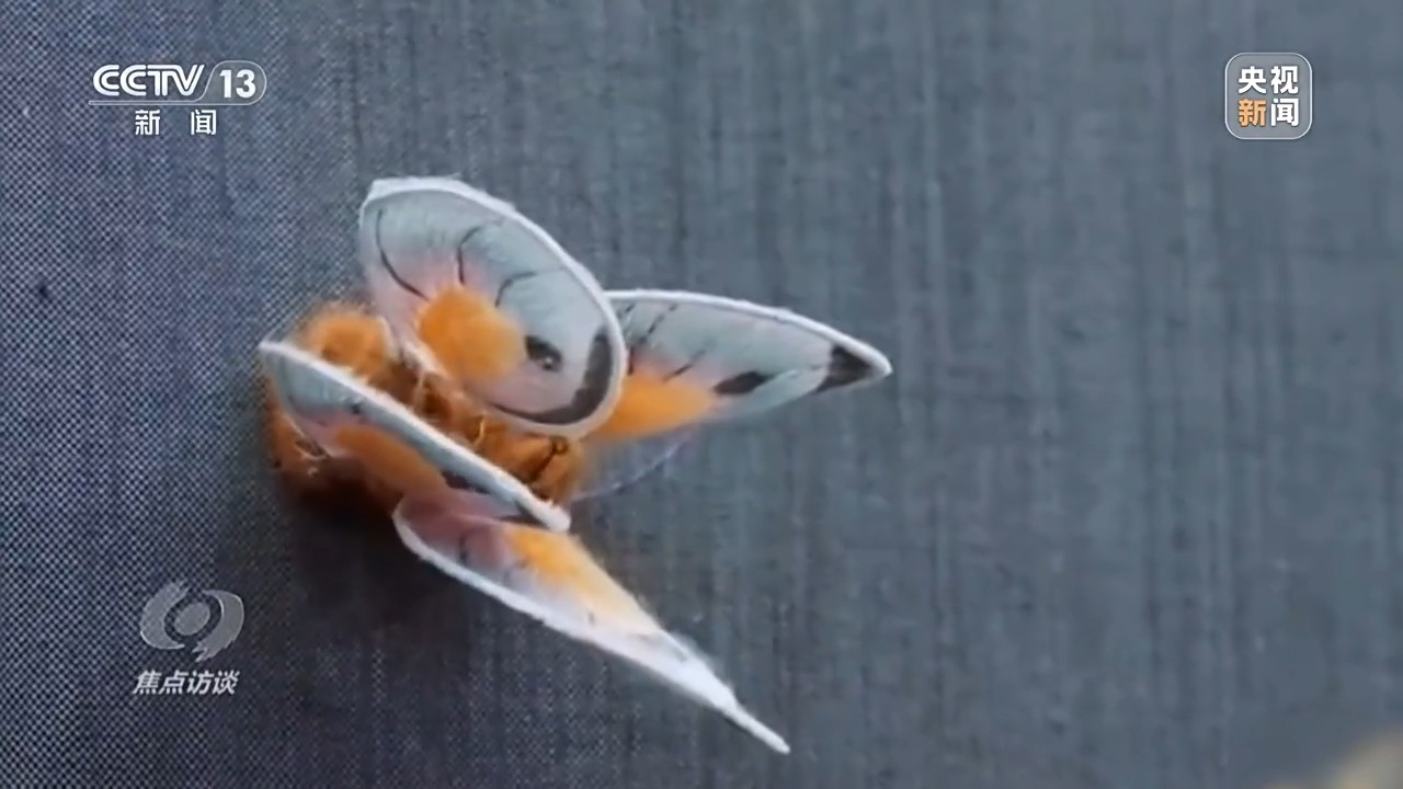 焦点访谈丨年轻人钟情老手艺 非遗装上“新引擎”