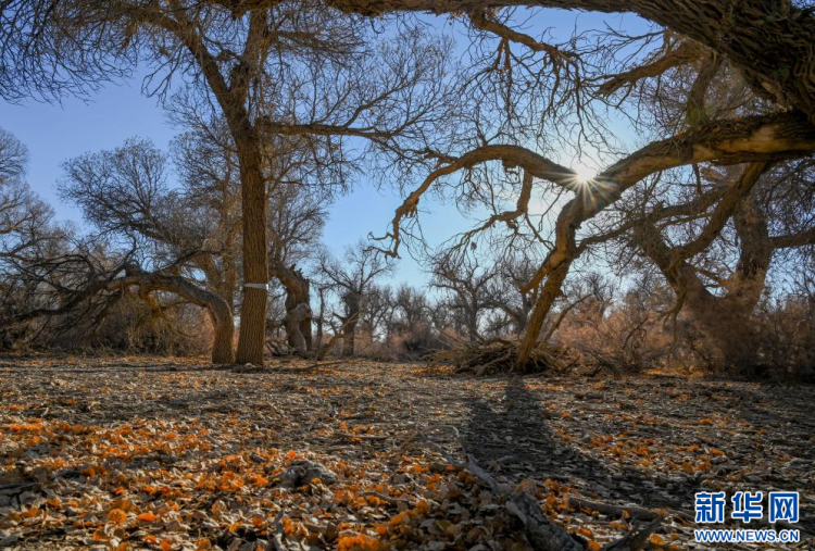 美丽中国丨额济纳:晚秋胡杨美_fororder_新华6