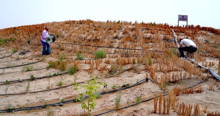 沙漠南缘,他们种出“绿色梯田”