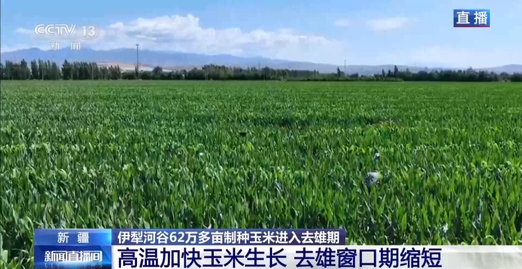 视频丨田间地头显身手 看机器人如何高效作业