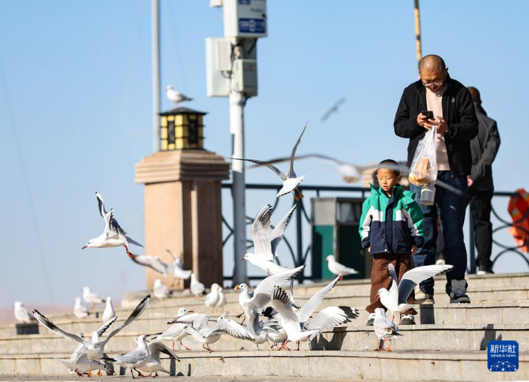 秋日乌海 人鸥同乐_fororder_20251101795fe1fe5c27464893f63c839e055b43_2025110141fefd0c28b1479f96070f4bc32aba0f