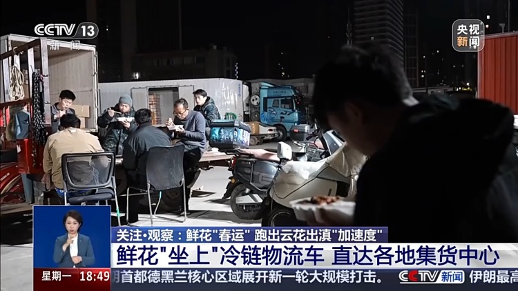 从花田到千家万户 这是一束云南鲜花的“春运之旅”